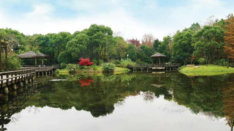 企业花卉租摆方案：设计定制，让绿色空间焕发生机