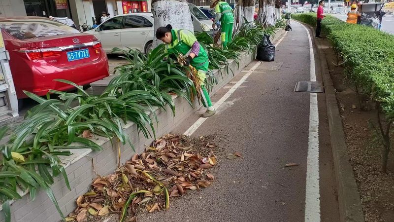 果岭草草坪养护，如何做到科学高效？**