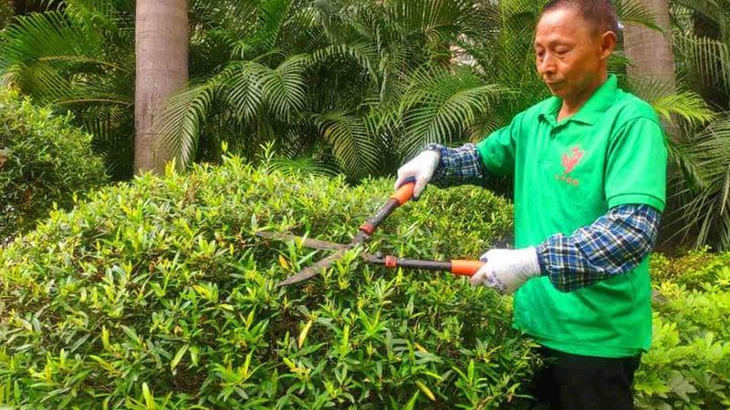 苗木种植与造林补贴政策有何区别？**
