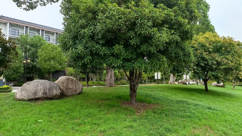 苗木种植技术视频教程：新手入门必看**