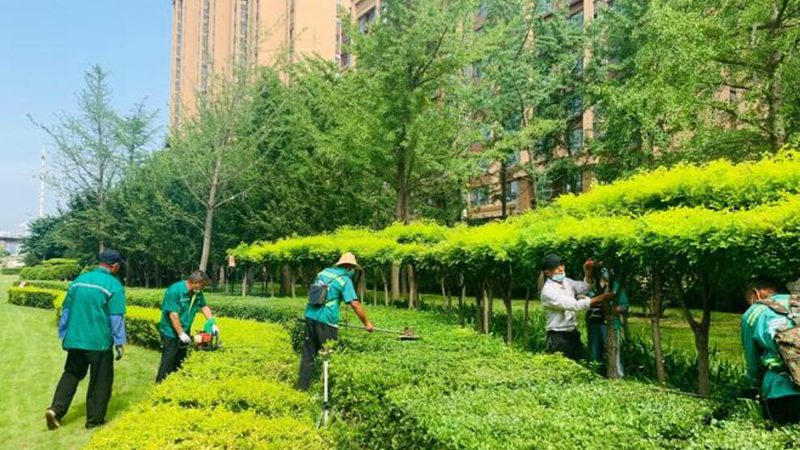 道路绿化常用苗木如何选择？——对比分析及要点解析